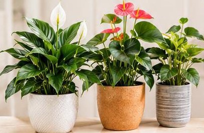 Plants with Pot